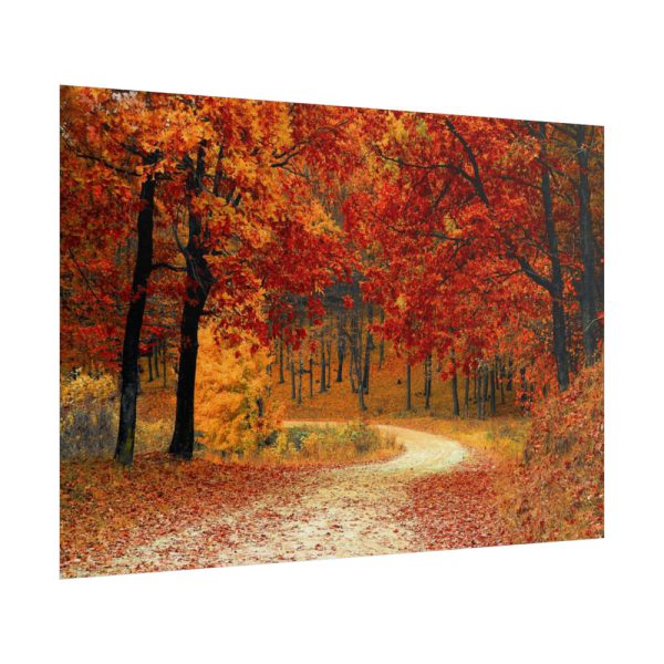 101875-437.jpg Fall Autumn Red Season Woods Poster