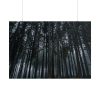 101875-441.jpg Cold Forests Trees Poster