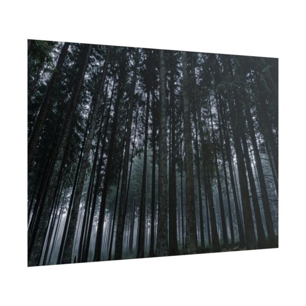 101875-442.jpg Cold Forests Trees Poster