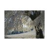 101875-445.jpg Tree Hoarfrost Poster