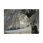 Tree Hoarfrost Poster - Image 11