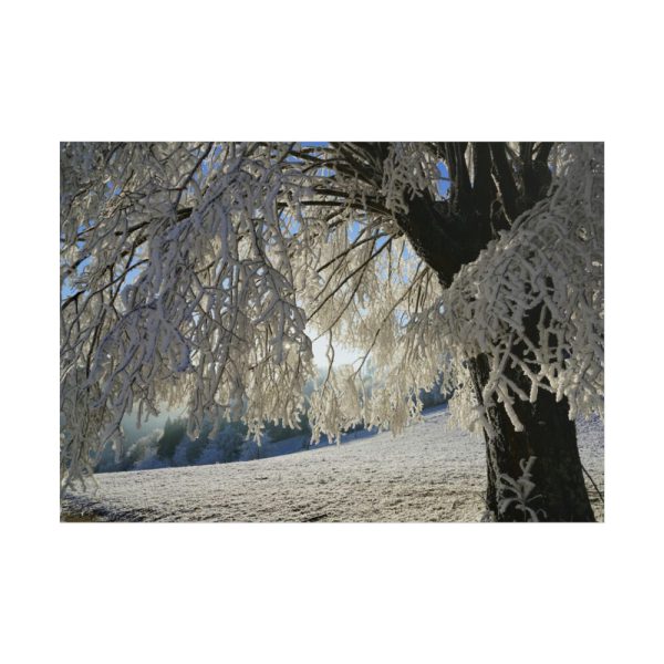101875-445.jpg Tree Hoarfrost Poster