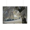 101875-446.jpg Tree Hoarfrost Poster