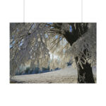 Tree Hoarfrost Poster - Image 12
