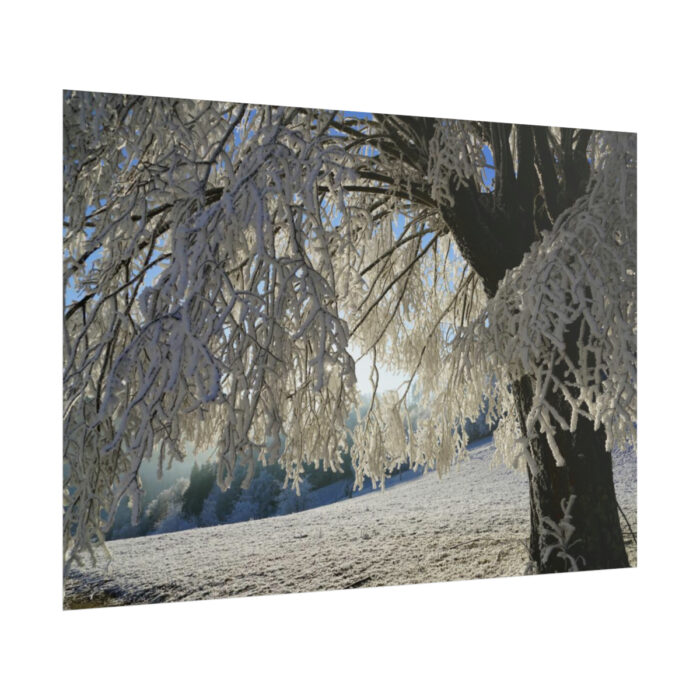 Tree Hoarfrost Poster - Image 13