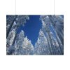101875-451.jpg Snow Ponderosa Pines Trees Poster