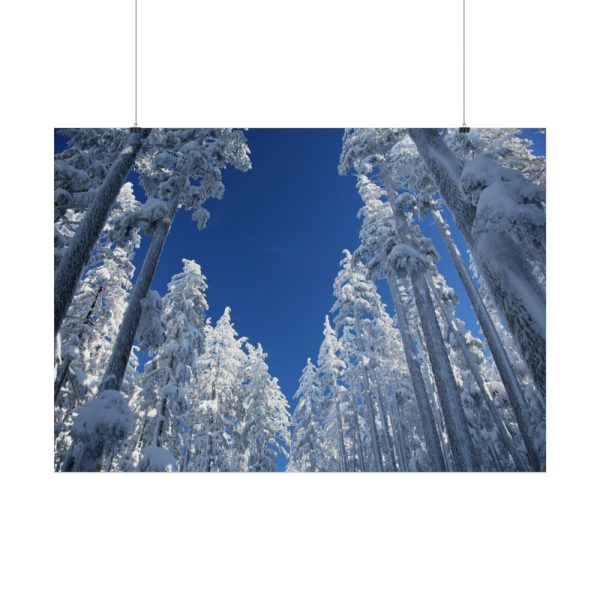 101875-451.jpg Snow Ponderosa Pines Trees Poster