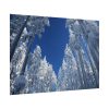101875-452.jpg Snow Ponderosa Pines Trees Poster