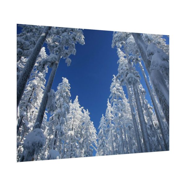 101875-452.jpg Snow Ponderosa Pines Trees Poster