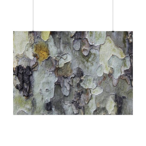 101875-531.jpg Tree Bark Texture Poster