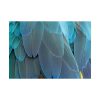 101875-540.jpg Parrot Feathers Texture Poster