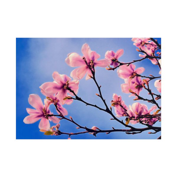 101875-600.jpg Spring Tree Poster