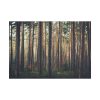 101875-800.jpg Thicket Pine Trees Poster