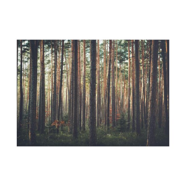 101875-800.jpg Thicket Pine Trees Poster