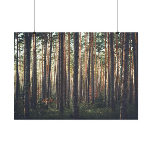 101875-801.jpg Thicket Pine Trees Poster