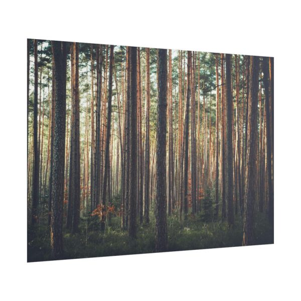 101875-802.jpg Thicket Pine Trees Poster