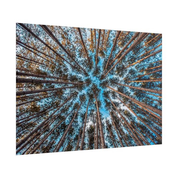 101875-822.jpg Trees Upward Poster