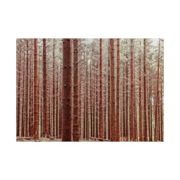 Forest Trees in Autumn Poster