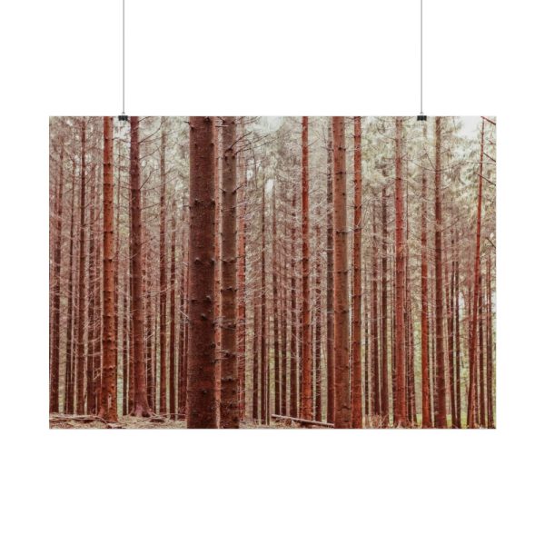 Forest Trees in Autumn Poster