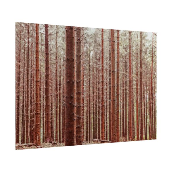 Forest Trees in Autumn Poster
