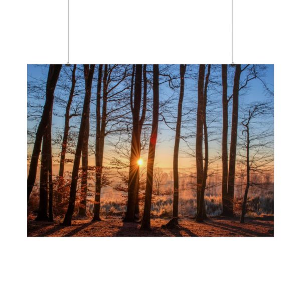 101875-881.jpg Sun and Trees Poster