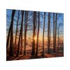101875-882.jpg Sun and Trees Poster