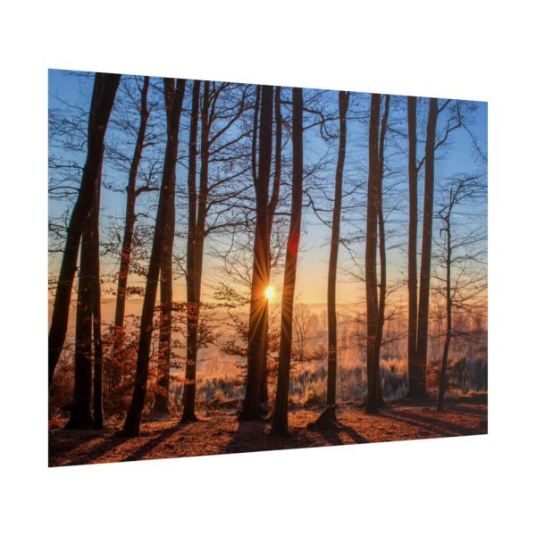 101875-882.jpg Sun and Trees Poster