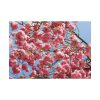 101875-895.jpg Japanese Cherry Tree Poster