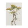 101894-140.jpg Study of Deciduous Tree by Friedrich von Scheidlin Poster