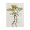 101894-141.jpg Study of Deciduous Tree by Friedrich von Scheidlin Poster