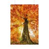 101894-336.jpg Beech With Autumn Leaves Poster