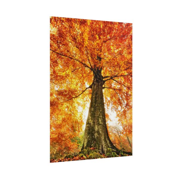 101894-337.jpg Beech With Autumn Leaves Poster