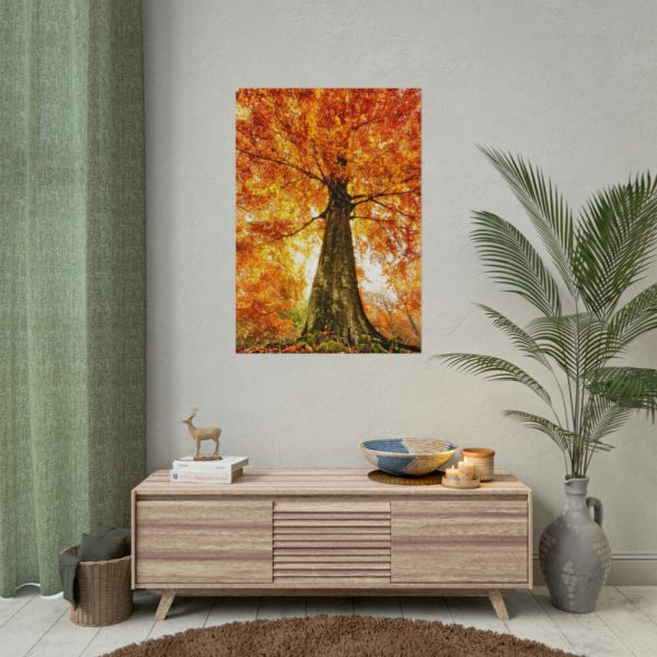 101894-338.jpg Beech With Autumn Leaves Poster