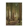 101894-415.jpg Trees in Forest Poster