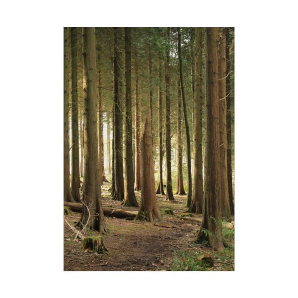 101894-415.jpg Trees in Forest Poster