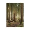 101894-416.jpg Trees in Forest Poster