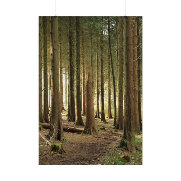 101894-416.jpg Trees in Forest Poster