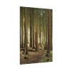 101894-417.jpg Trees in Forest Poster