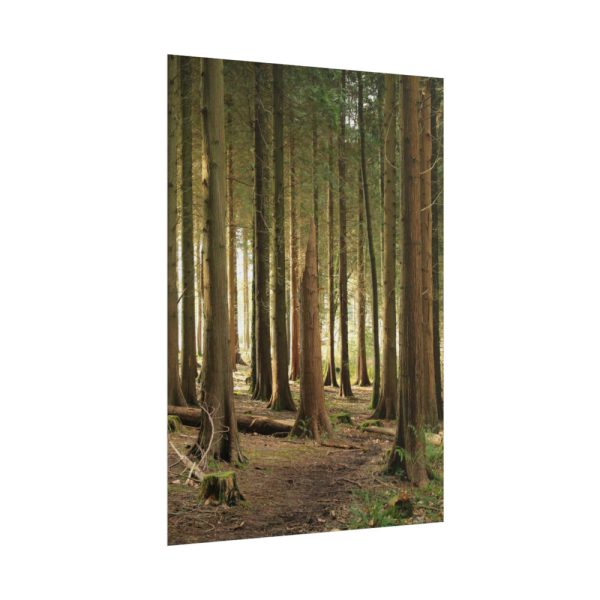 101894-417.jpg Trees in Forest Poster