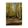 101894-445.jpg Yellow Fallen Leaves From Trees Poster