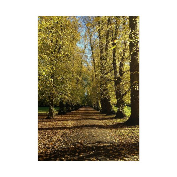 101894-445.jpg Yellow Fallen Leaves From Trees Poster