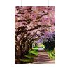 Blossoms Cherry Poster