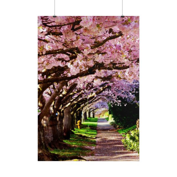 Blossoms Cherry Poster