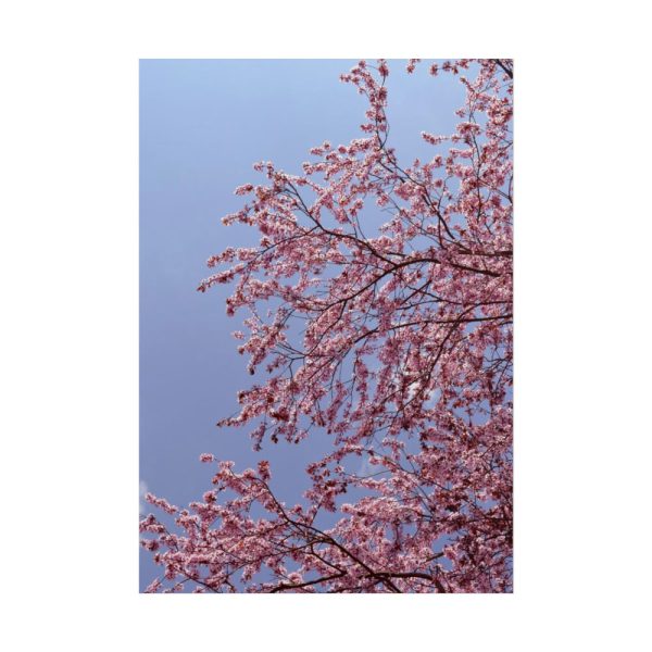 Pink Tree Blossom Poster