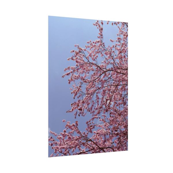 Pink Tree Blossom Poster