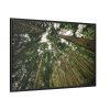 88289-315.jpg Perspective Tall High Up Trees Framed Canvas