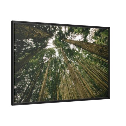Perspective Tall High Up Trees Framed Canvas