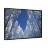88289-335.jpg Snow Ponderosa Pines Trees Framed Canvas