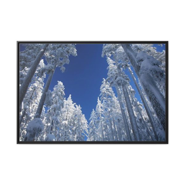 88289-336.jpg Snow Ponderosa Pines Trees Framed Canvas