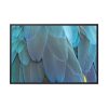 88289-386.jpg Parrot Feathers Texture Framed Canvas